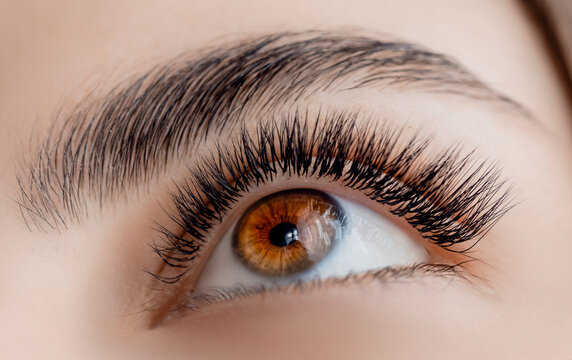 Woman brown eye with long black lashes and eyebrow, Macro photo