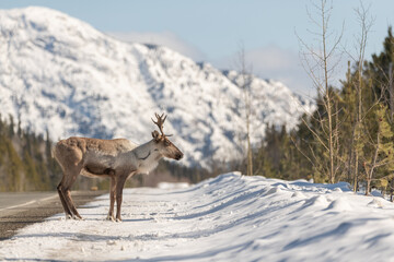 Single caribou standing on the side of Alaska Highway in northern Canada during a bright sky sunny day with blue skies, antlers, huge mountains in the background. 