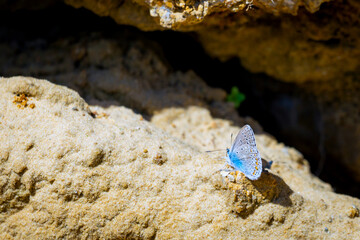 Common Blue or Polyomathus icarus male
