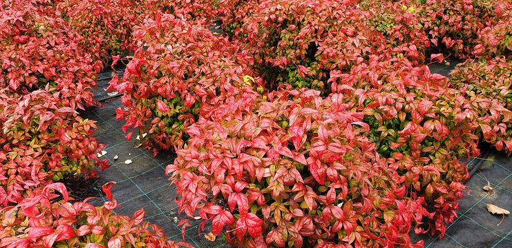 Panorama of red nandina domestica bushes.