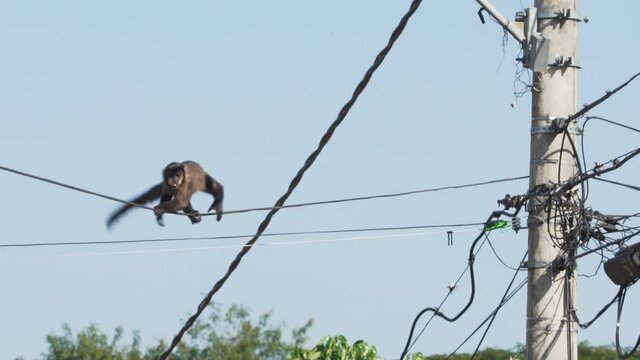 Monkey balancing at one electric wire while it moves crossing a street