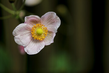 close up of a light pink clematis montana flower