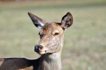 Damhirsch