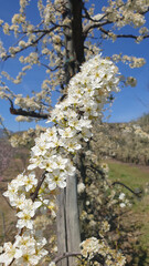 blooming of plum, with particular of bunch flowers, in a sunny day with a sunbeam.