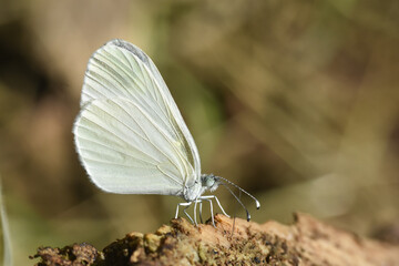 The Wood White butterfly, Leptidea sinapis. Small white butterfly on ground