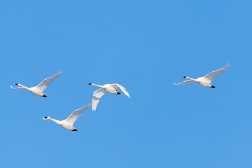 Obraz premium Flock of migrating trumpeter swans seen in northern Canada with blue sky background during spring time in northern Canada, Tagish. 