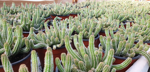 Obraz premium Pots with cactus plants, most popular in the hobby garden center.