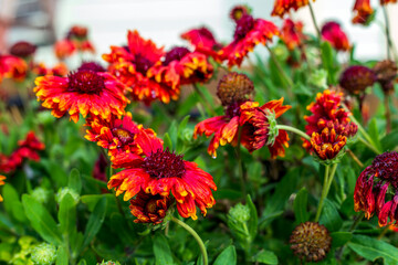 Red Gaillardia aristata 'Sunset Snappy'- Common blanketflower in full bloom