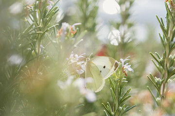 White cabbage butterfly on blue rosemary flowers. Day butterfly lat. Pieris brassicae feeds on...