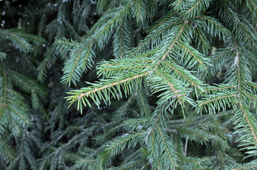 fir tree branch