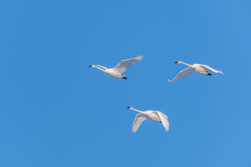 Flock of migrating trumpeter swans seen in northern Canada with blue sky background during spring time in northern Canada, Tagish. 