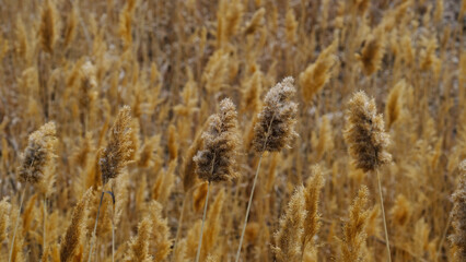 Thickets of dry reeds. Blurred background