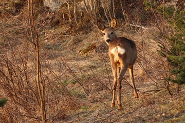 doe turns its head and looks back in the landscape with bushes