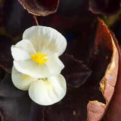 Primer plano de flor primaveral blanca con pistilos amarillos