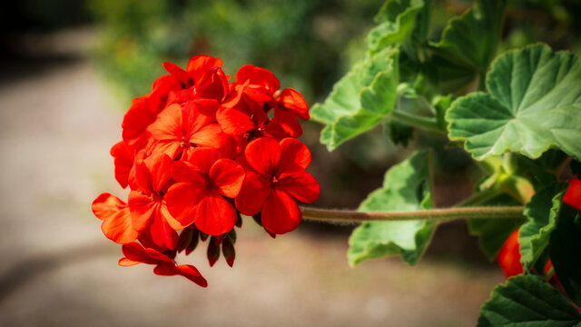 Primer plano de un geranio rojo en el jard&iacute;n