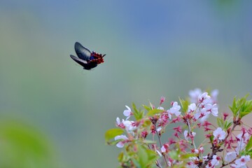 Butterfly from the Taiwan (Papilio hoppo) Bicyclic emerald green phoenix butterfly in the flower.