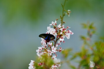 Butterfly from the Taiwan (Papilio hoppo) Bicyclic emerald green phoenix butterfly in the flower. 