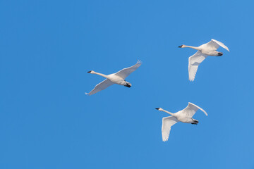 Flock of migrating trumpeter swans seen in northern Canada with blue sky background during spring time in northern Canada, Tagish. 