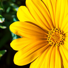 Primer plano de los petalos amarillos de la margarita