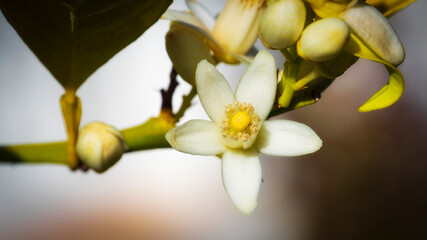 Primer plano de la flor de azahar 