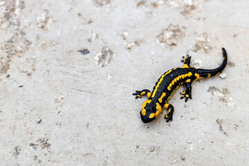 European fire salamander..Black yellow spotted fire salamander. Salamander by a lizard-like appearance with black and yellow body pattern.
