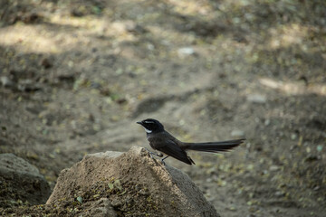 blackbird on the ground