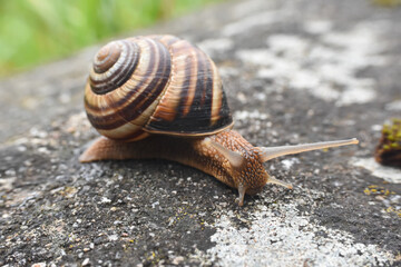 Big snail in shell crawling on road. Helix pomatia also Roman snail, Burgundy snail, edible snail or escargot
