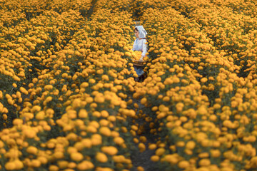 Marigold Yellow flower and the artist girl.