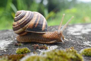 Big snail in shell crawling on road. Helix pomatia also Roman snail, Burgundy snail, edible snail...