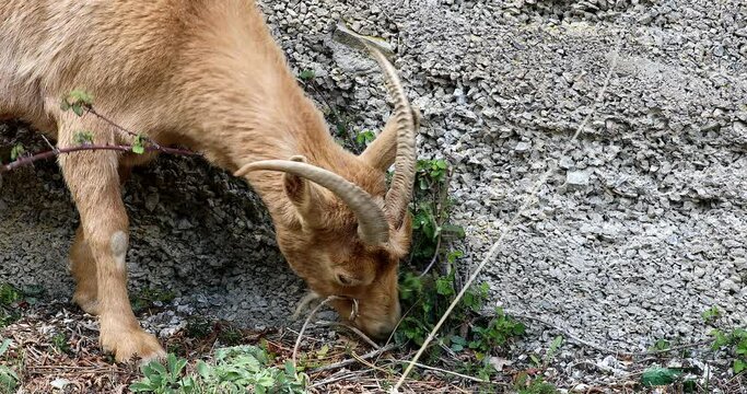Wild Beige Goat Eating Blackberry Brambles In The French Alps Mountain, France, Europe. Close Up View - DCi 4K Resolution
