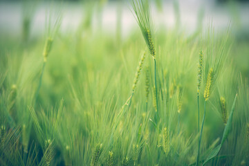 鮮やかな緑の麦畑　4月
