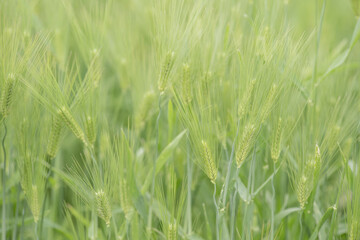 鮮やかな緑の麦畑　4月