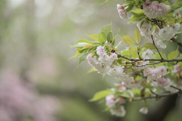 花盛りの八重桜　4月