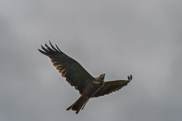 Falcon