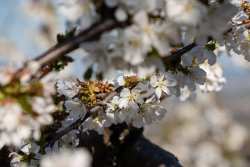 Cerisier en fleurs