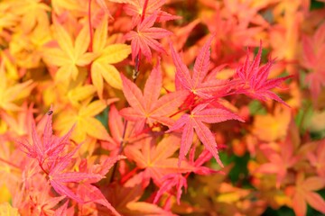 Naklejka na ściany i meble Maple Leaf is Autumn background with red & yellow leaves.in the Taiwan.