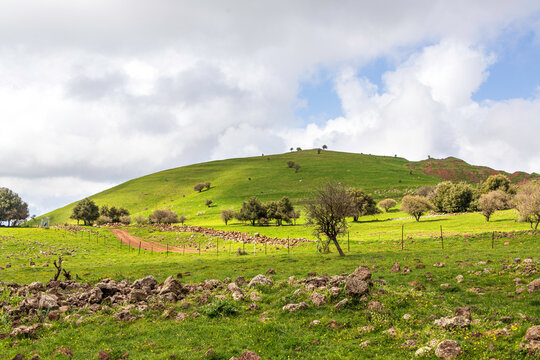 A hill covered with green grass with flowers against a blue sky with clouds. © Emma