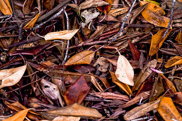 autumn leaves background