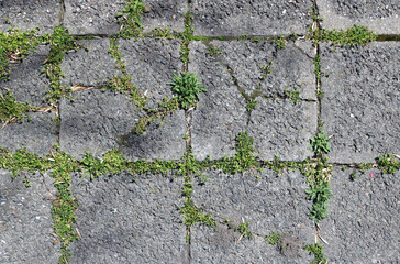 old cracked tiles and weathered broken floor of cement by the grass and the power of the nature - rough texture background