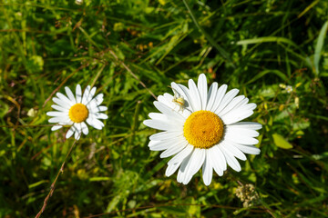 Little white spider on the chamomile petals. Two chamomile flowers on a green meadow.
