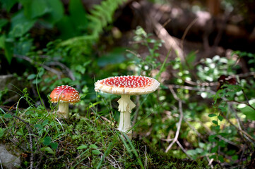 amanita muscaria fly mushroom