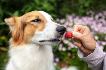 Woman is feeding her mixed breed dog with a strawberry