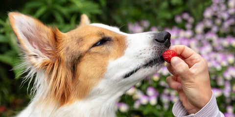 Woman is feeding her mixed breed dog with a strawberry