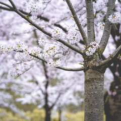 Cherry Blossom, Japanese park Amstelveen, The Netherlands