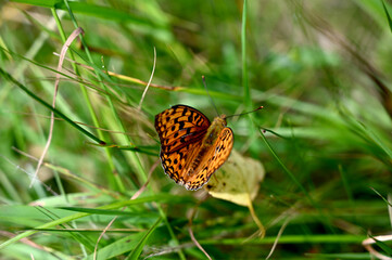 butterfly on the grass