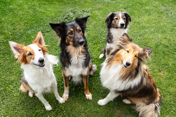Pack of diversity dogs on green lawn, four mixed-breed and purebred dogs