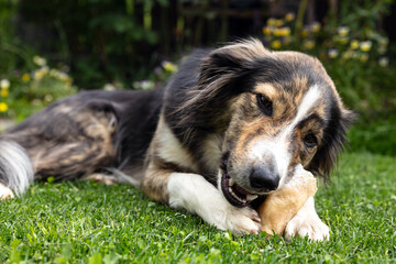Mixed-breed dog lying in the garden and chewing a treat or goodie, teeth cleaning