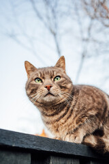Closeup shot of a fluffy green-eyed cat on a wooden fence