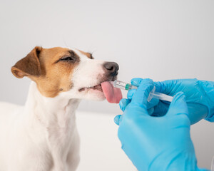 Close-up of a veterinarian injecting medicine from a syringe into a dog's mouth on a white...