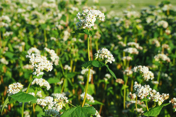 夏の幌加内町 満開のそば畑
